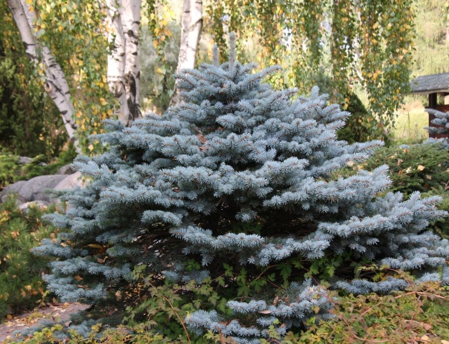 Ель Глаука Аризона Кайбаб