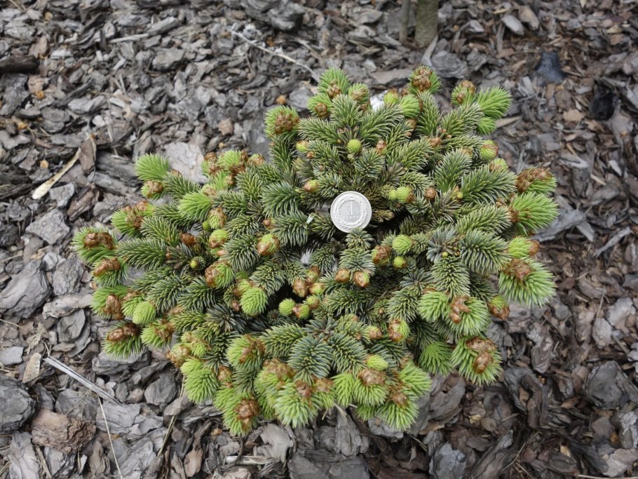 Ель Picea pungens Waldbrunn