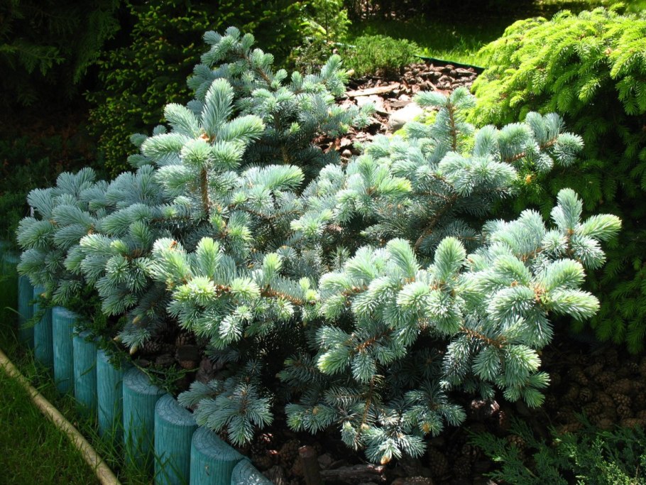 Ель колючая glauca globosa