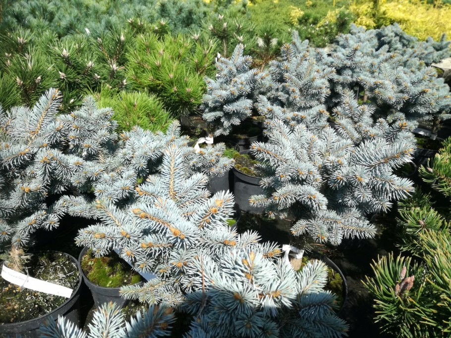 Picea pungens glauca globosa c5