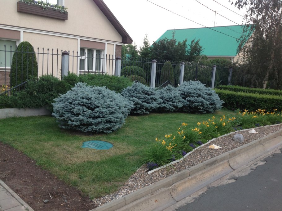 Picea pungens Sonia ель