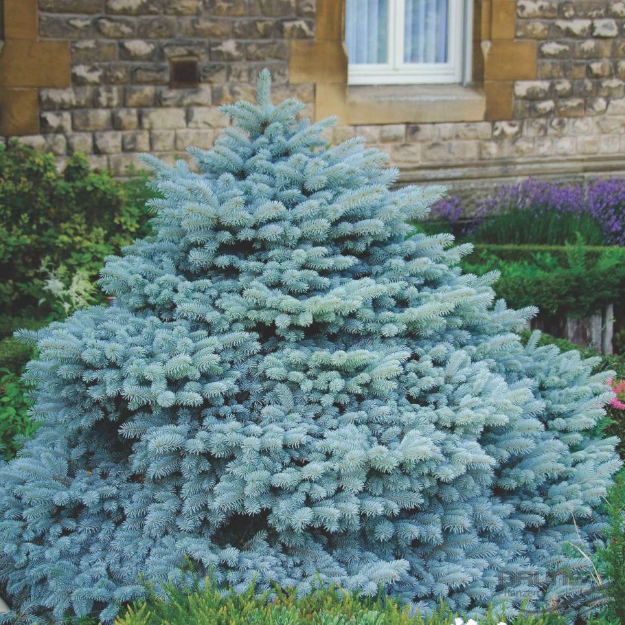 Ель glauca globosa