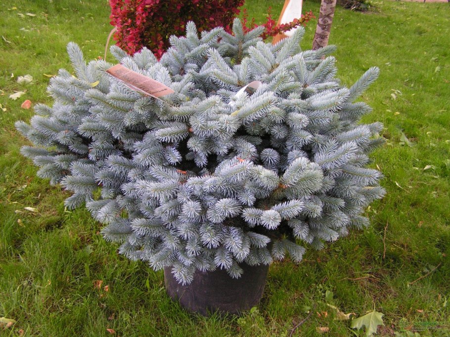 Picea pungens Sonia ель