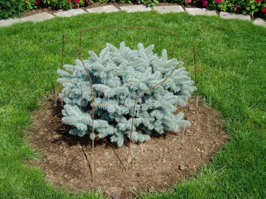 Ель pungens 'glauca globosa'