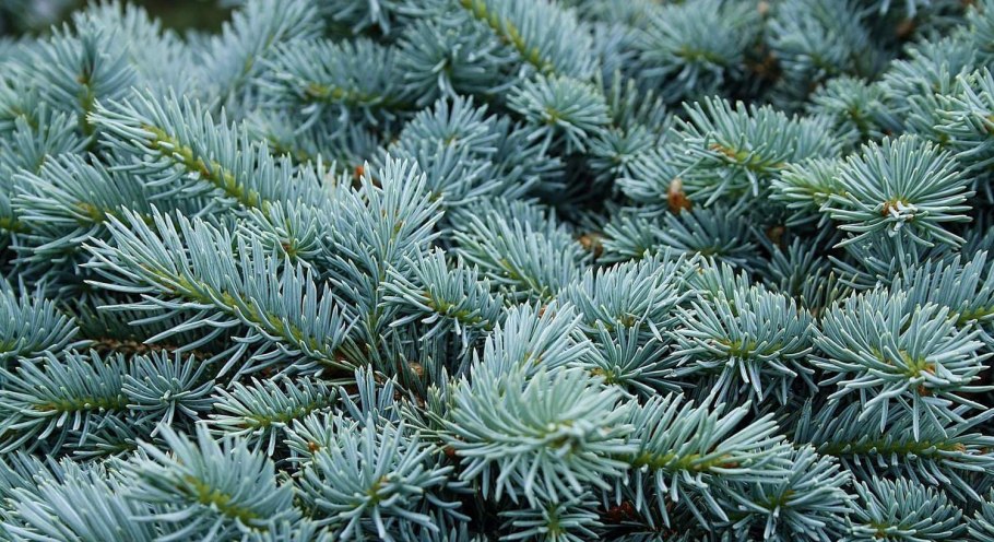 Ель колючая glauca globosa