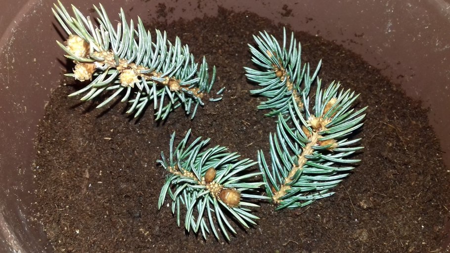 Голубая ель саженцы