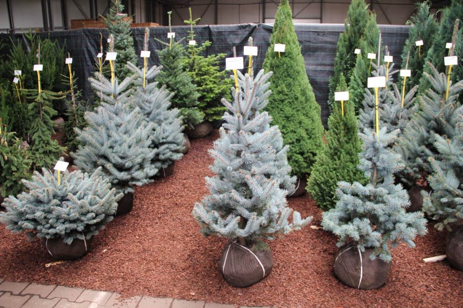 Миксбордер с голубой елью