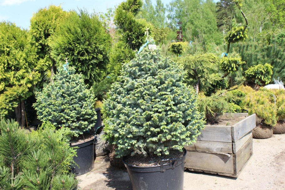 Сорняк убрать под голубыми елями