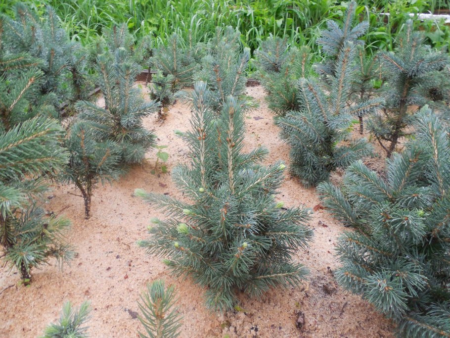 Ель Элеганс ландшафт