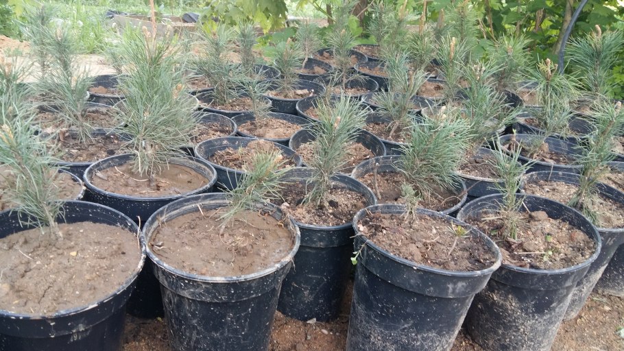 Picea glauca Udolicko