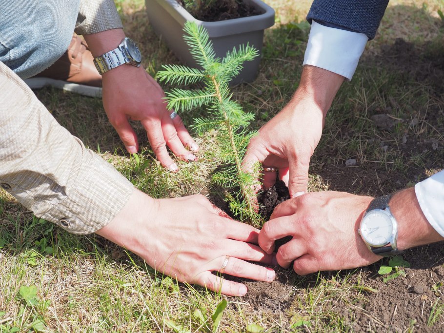 Молодые ели в теплице