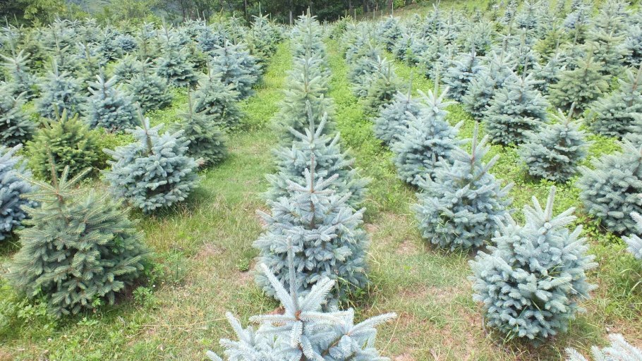 Ель колючая саженцы и сеянцы