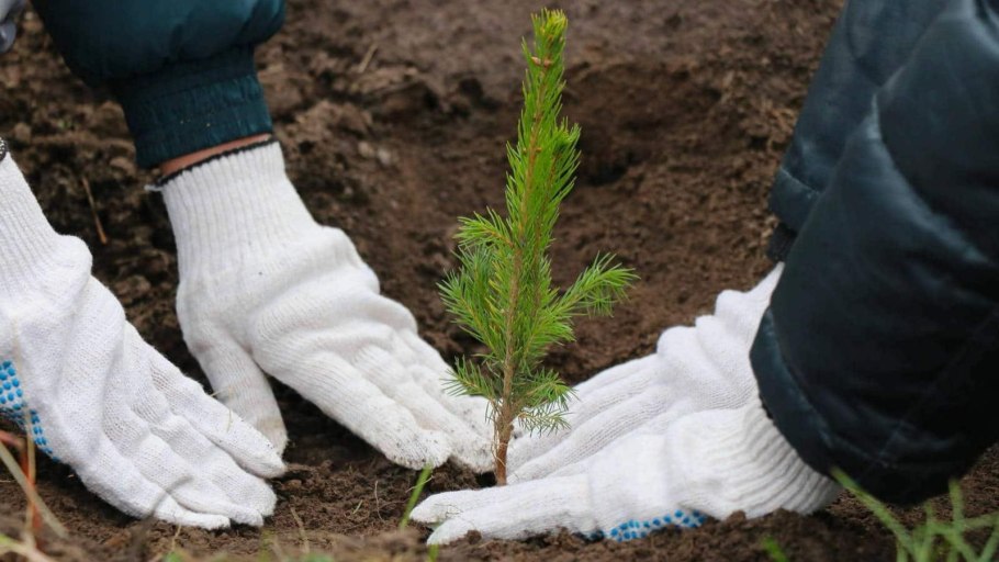 Ель колючая Колорадо Блю (Picea pungens Colorado Blue)