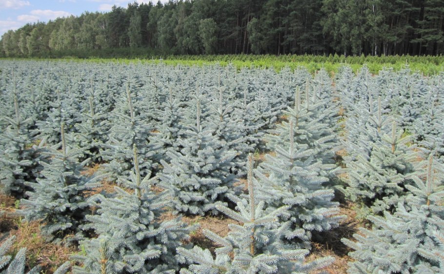 Ольденбург ель в ландшафте