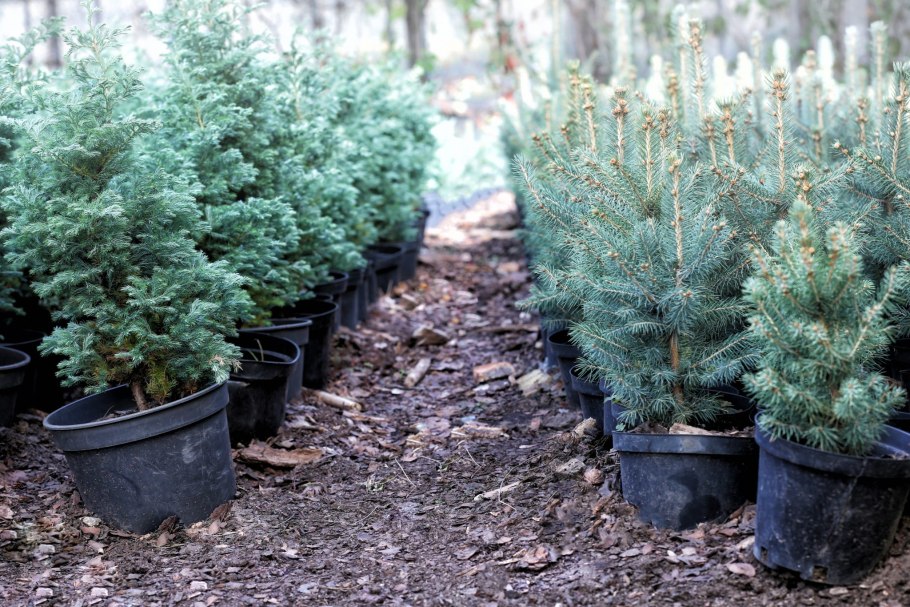 Ель Коника в ландшафте