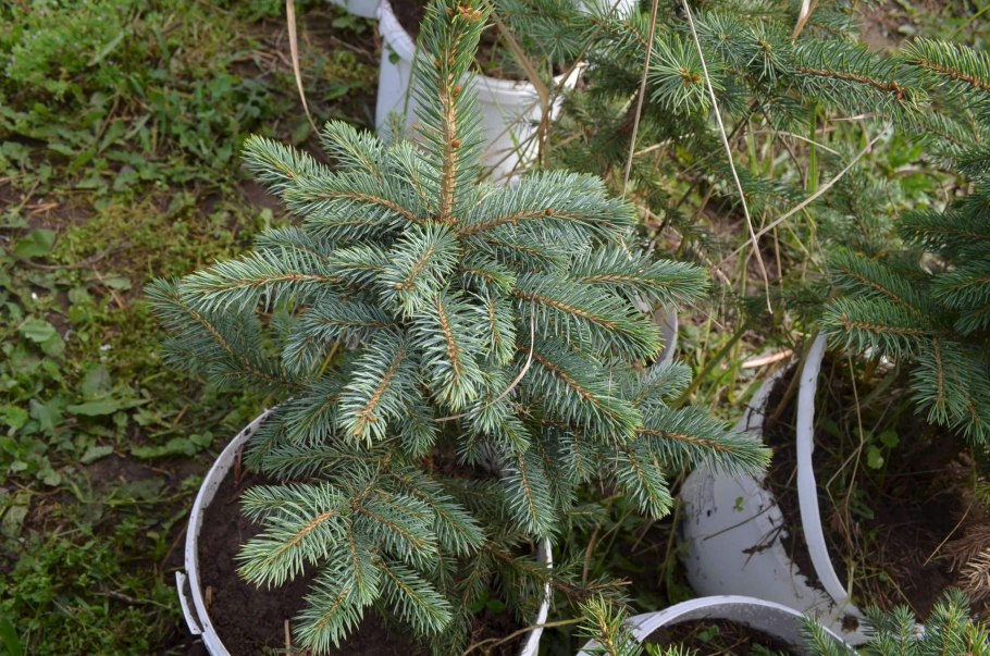 Голубая ели в питомнике