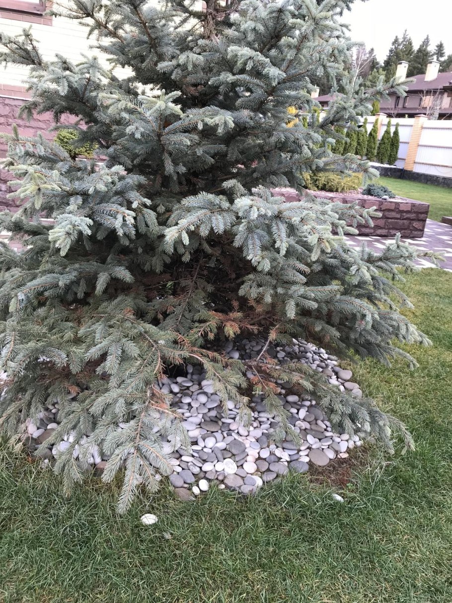 Саженцы сосны на участке