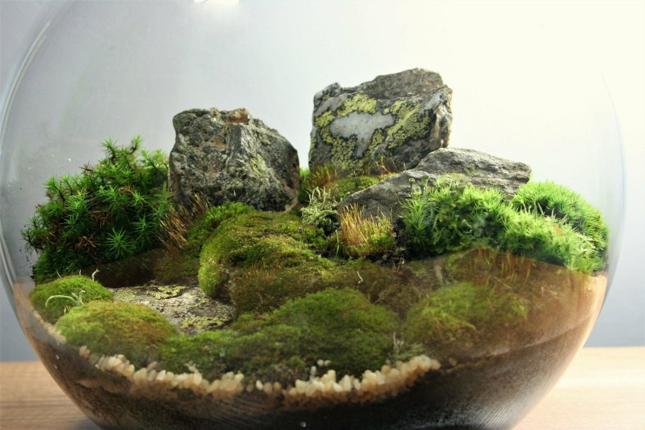 Terrarium Moss террариумный мох