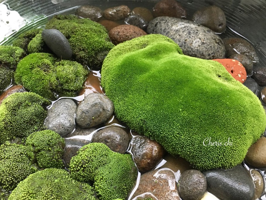 Садовый камень с мхом