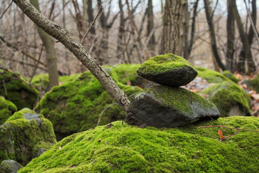 Мох на Камне