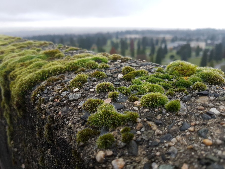 Долина мхов Карелия