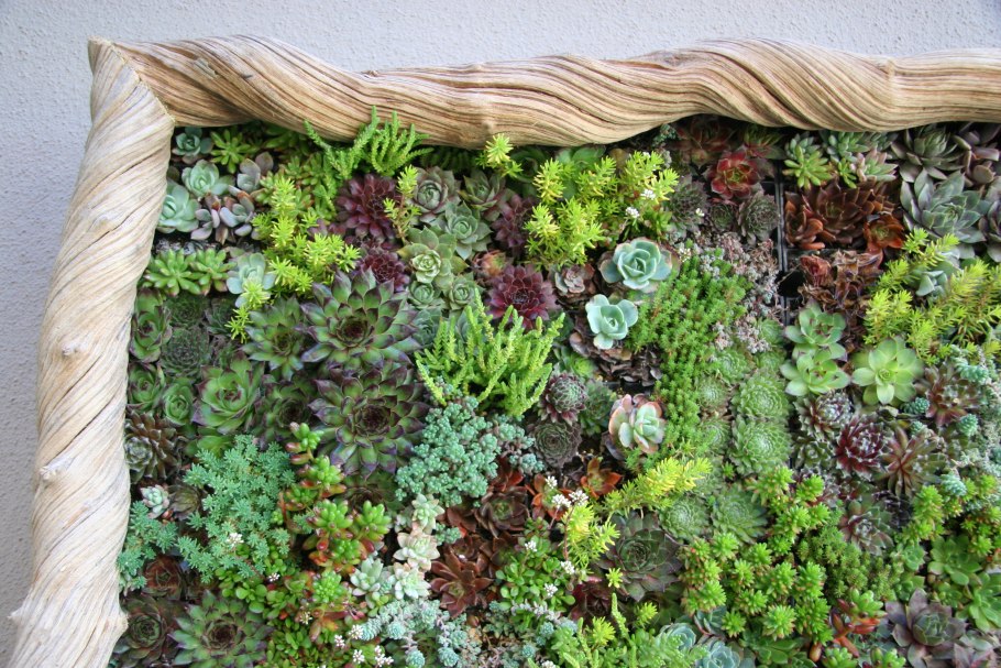 Панно из живых растений