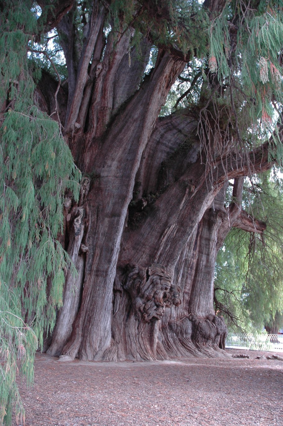 Секвойя вечнозелёная