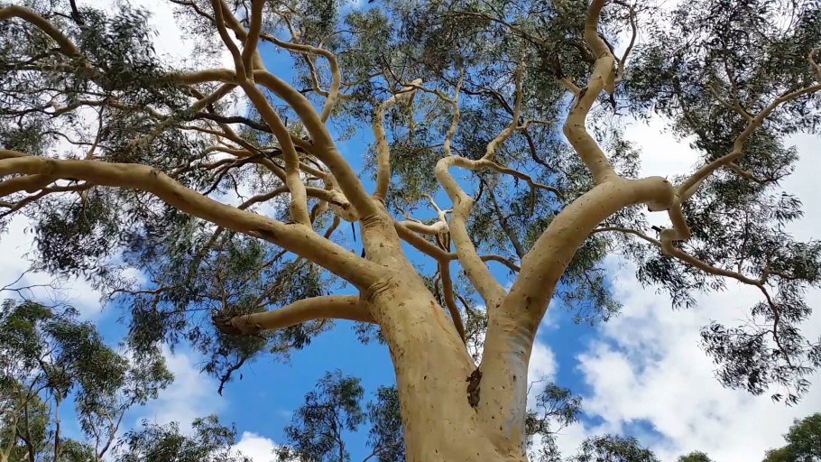 Гигантский эвкалипт