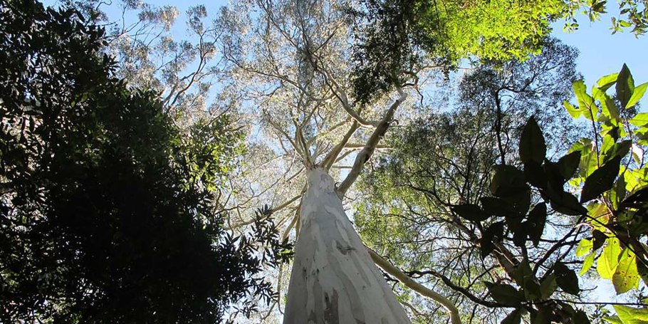 Секвойя и Кингс каньон национальный парк