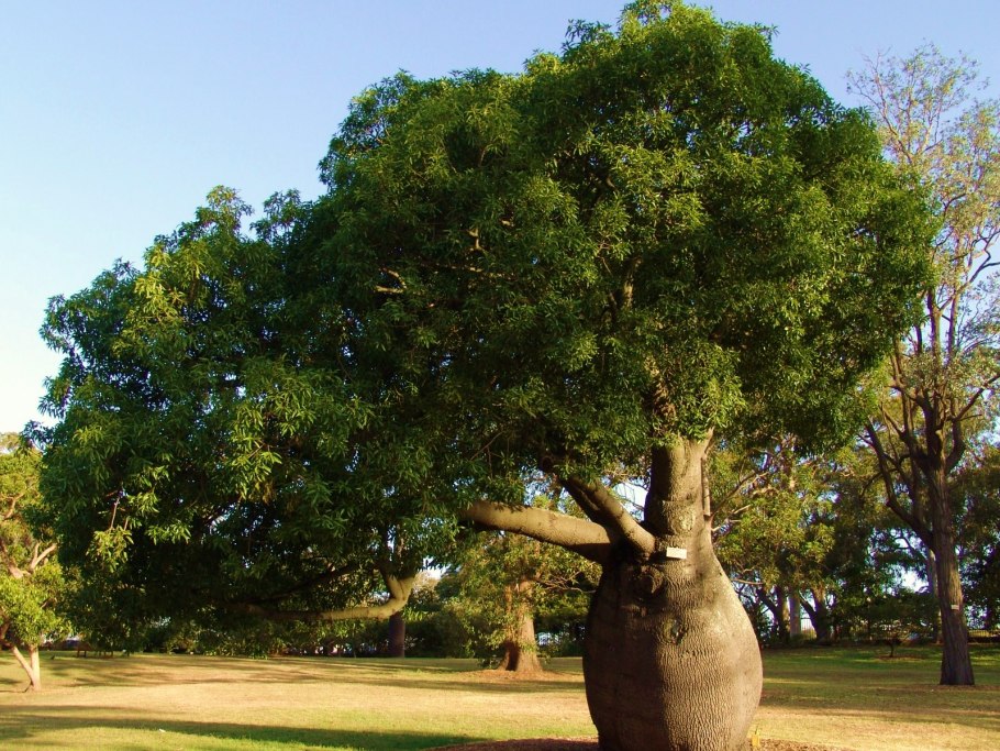 Паучий лес в Австралии