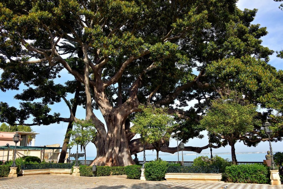 Фикус дерево испания