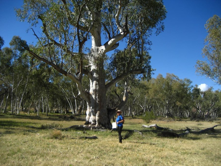 Эвкалипт царственный Австралия