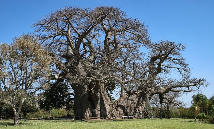 Королевский эвкалипт