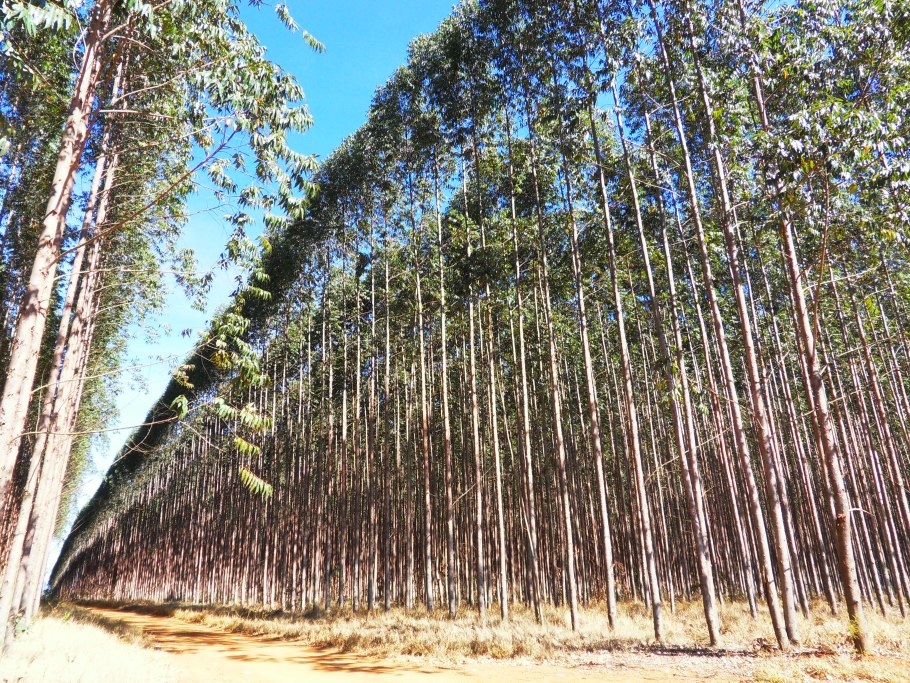 Эвкалиптовые плантации Португалия