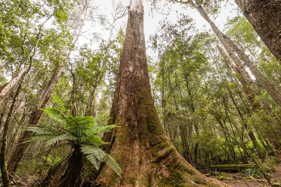 Австралийский царственный эвкалипт