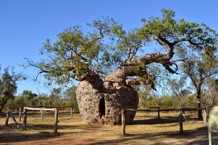 Дерево баобаб австралия