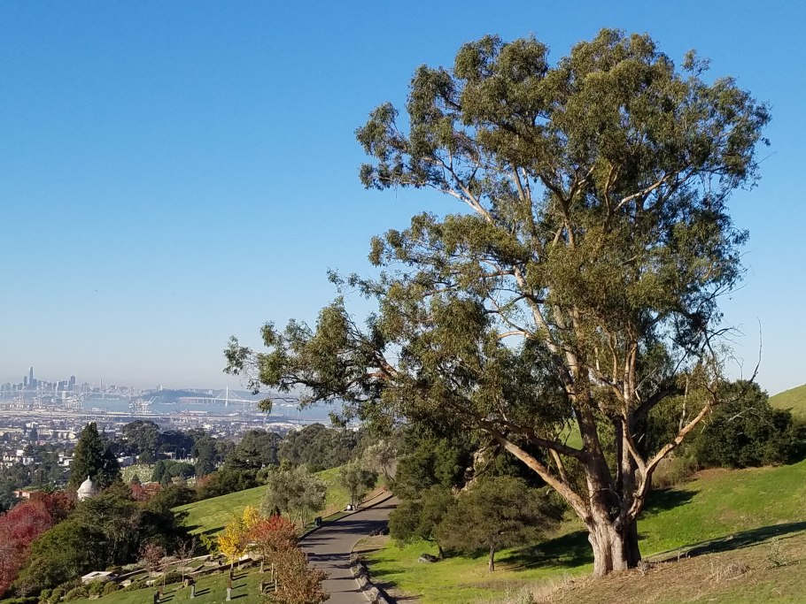 Фикус Бенджамина в дикой природе