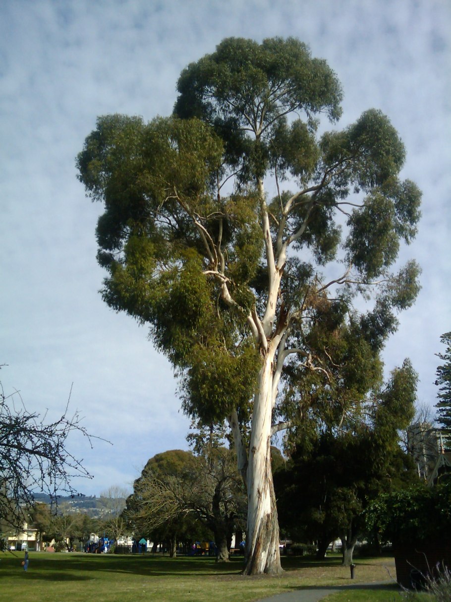 Секвойи парк Редвуд