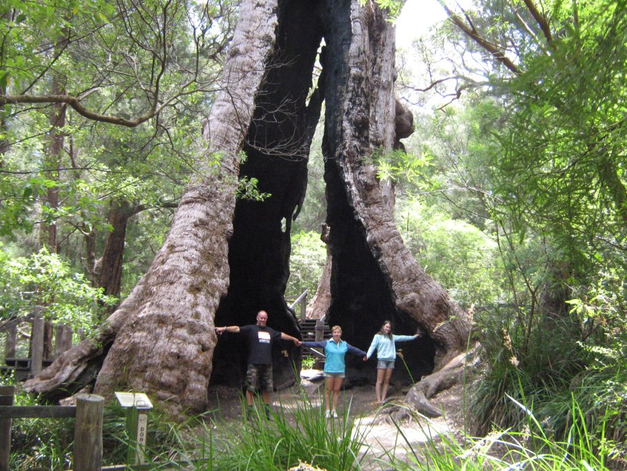 Баобаб пальчатый