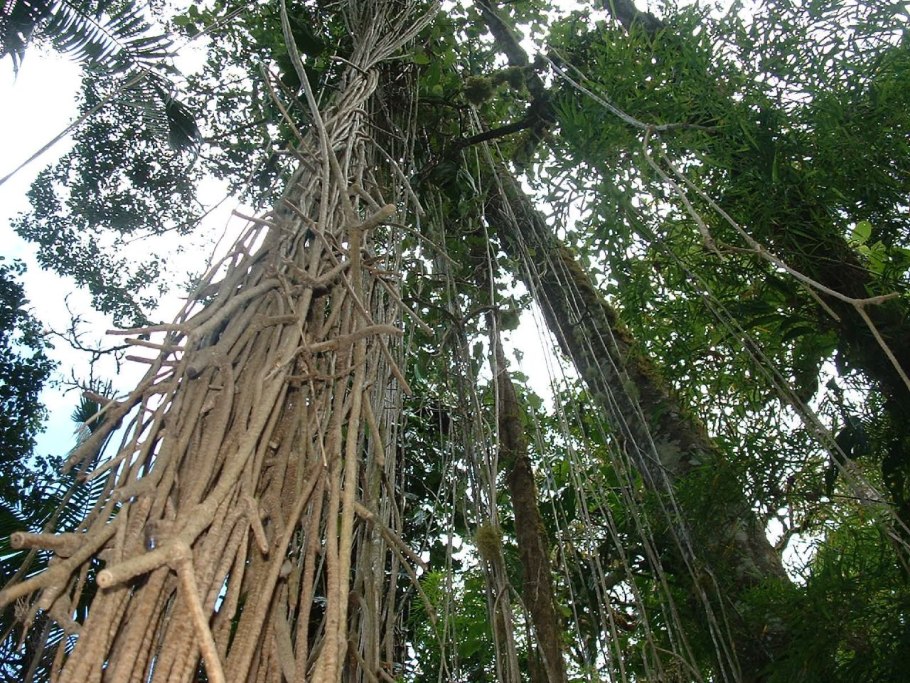 Крона дерево фикус Испания