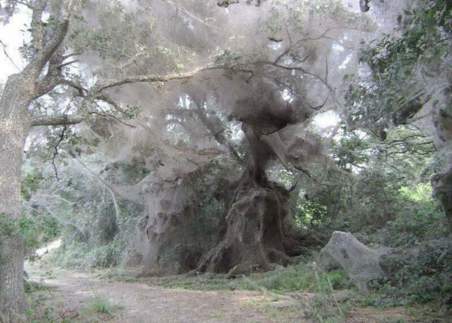 Баобаб бутылочное дерево