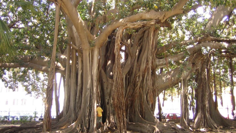 Баобаб крона