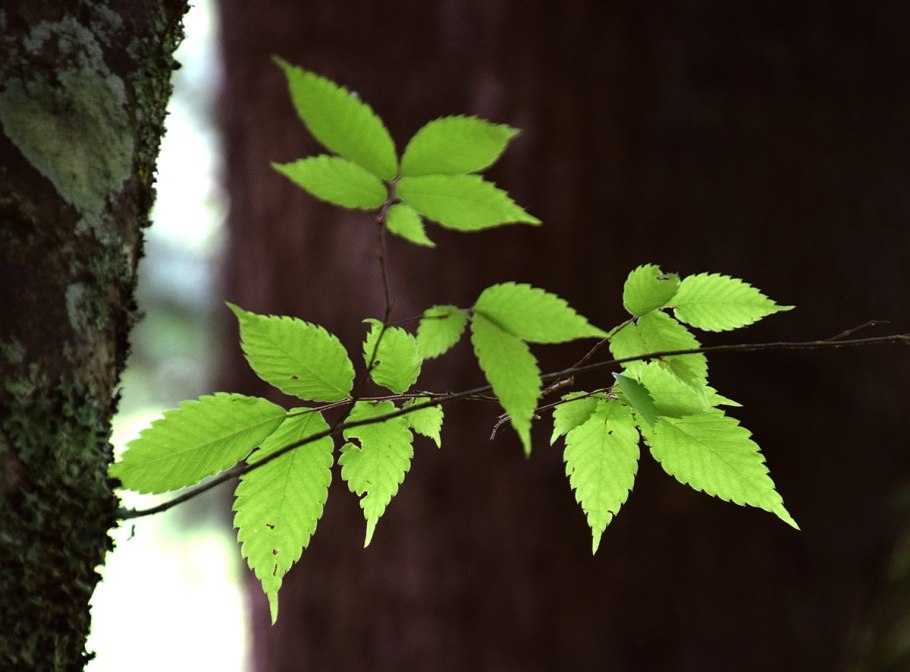 Zelkova serrata листья