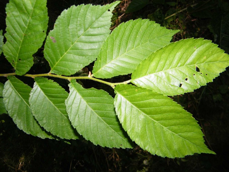 Дзельква пильчатая