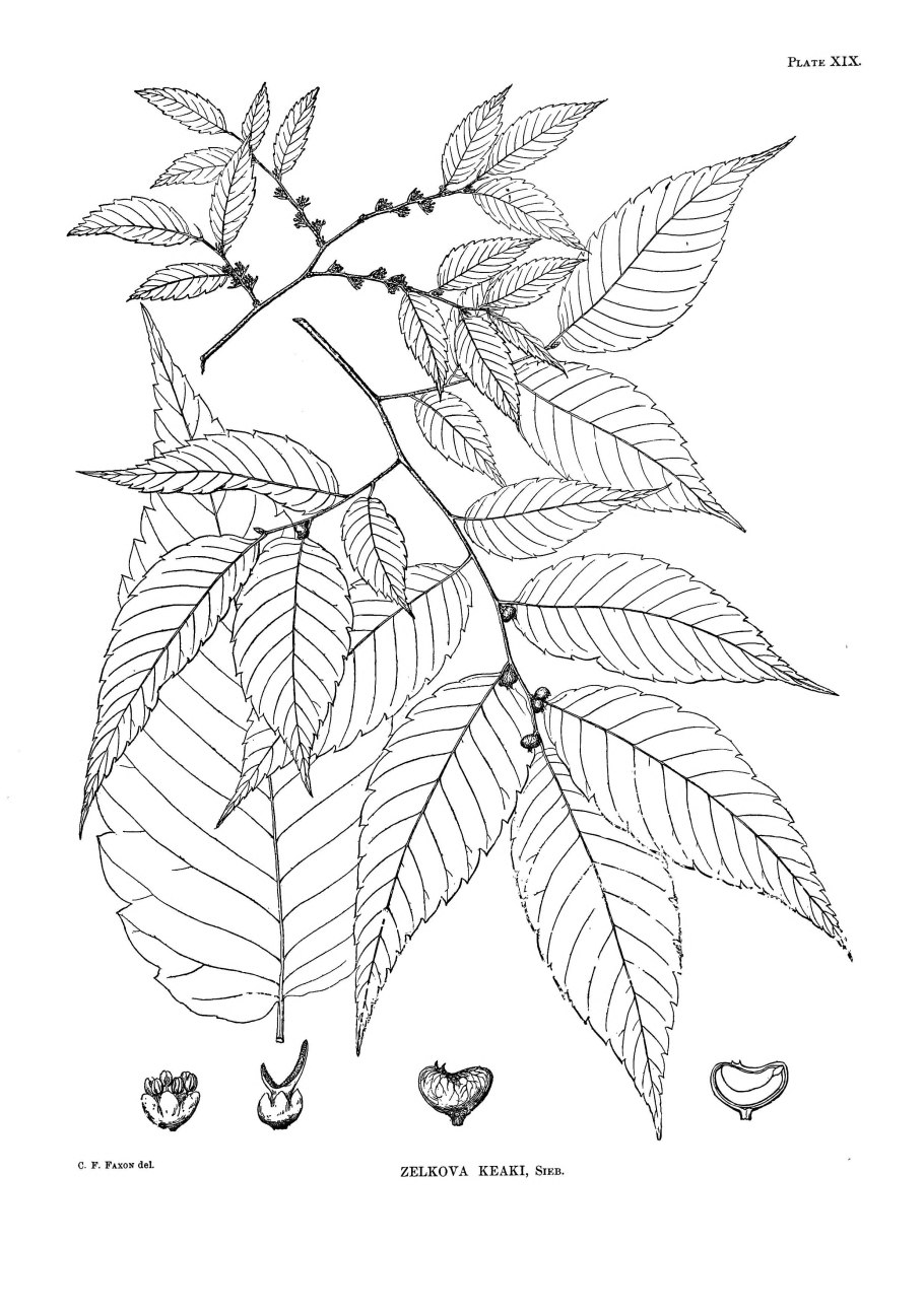 Zelkova serrata листья