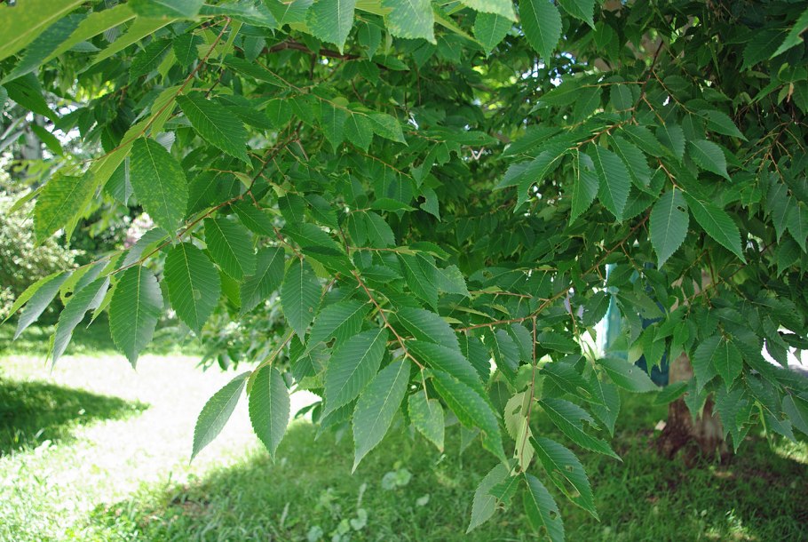 Ulmus japonica