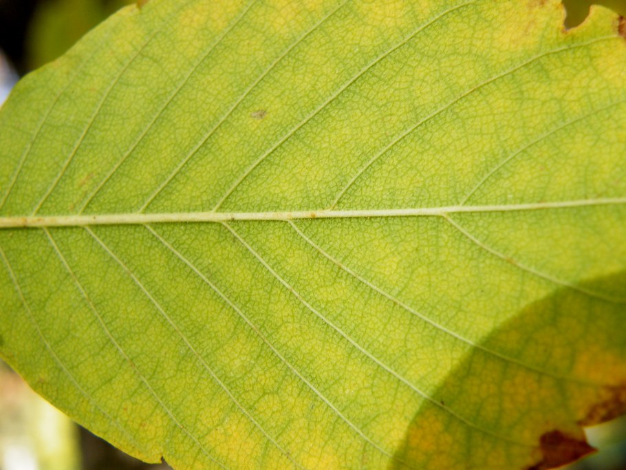 Дзельква гигант