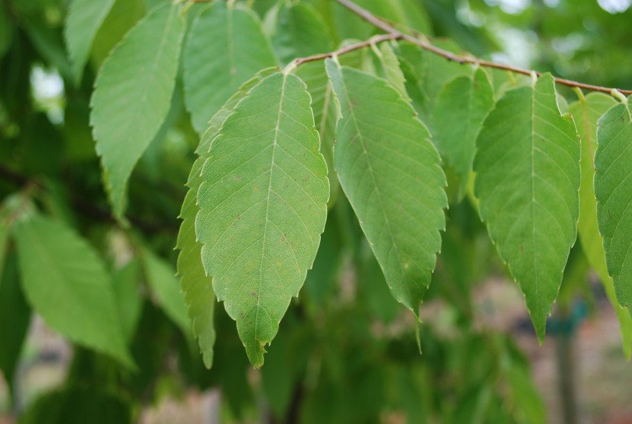 Дзельква пильчатая (Zelkova serrata p9)