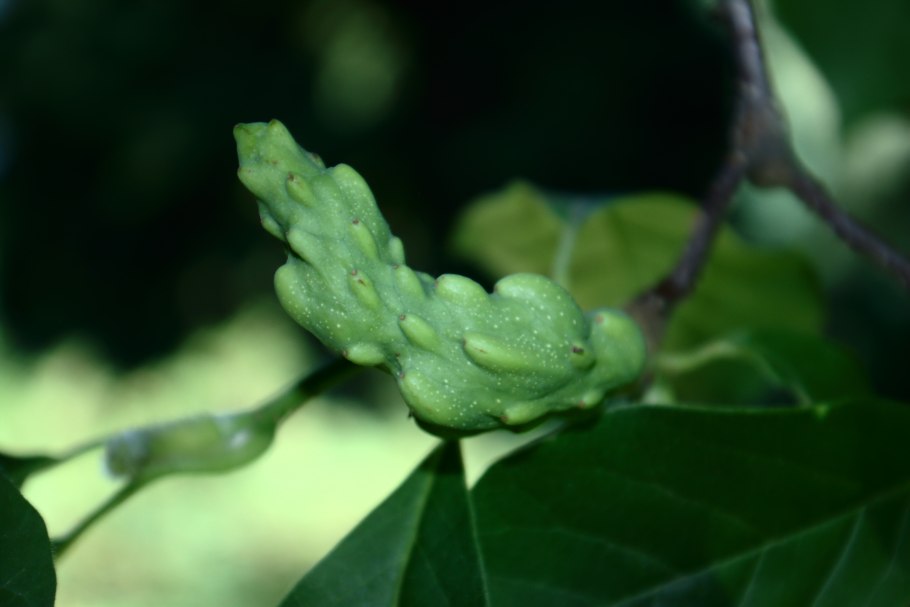 Посадка дзельква