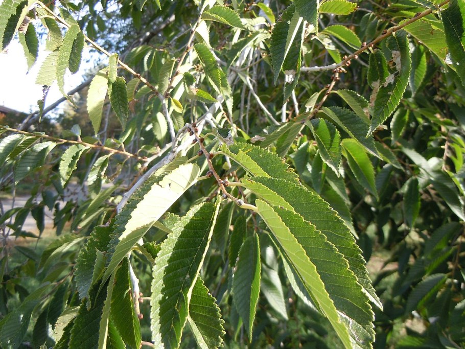 Вяз приземистый (мелколистный) – Ulmus pumila